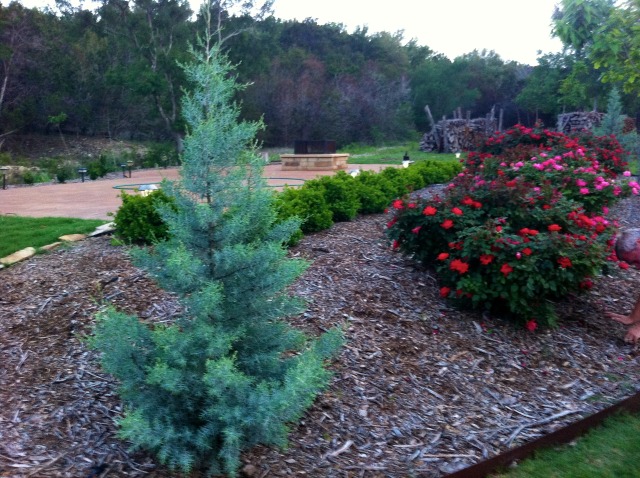 2012/00(Landscaping)/640x480_2012-04-06-6607 Conifer Cove-56.jpg